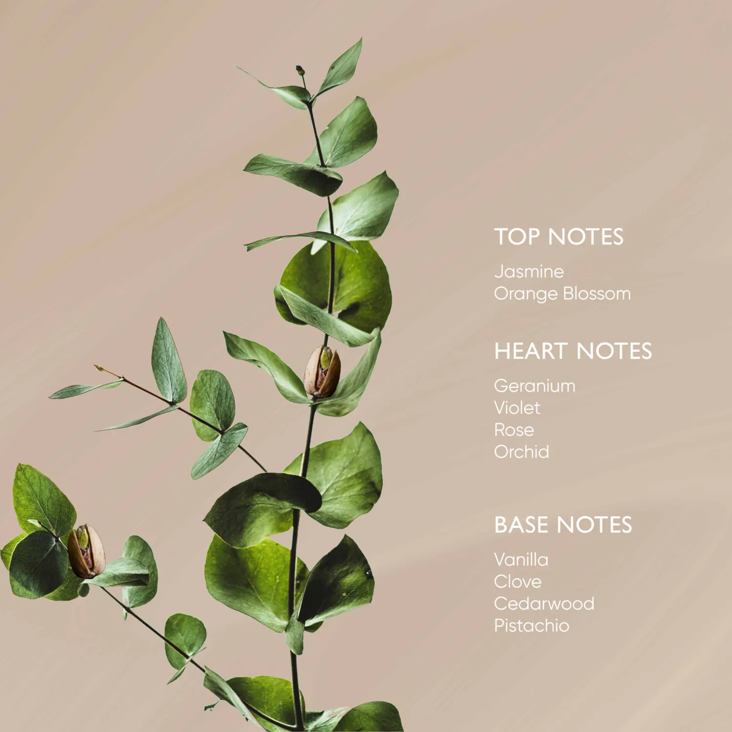 Irene Forte Pistachio Körperöl 100ml straffend